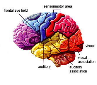 3-part-brain